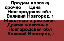  Продам козочку  срочно!! › Цена ­ 4 600 - Новгородская обл., Великий Новгород г. Животные и растения » Другие животные   . Новгородская обл.,Великий Новгород г.